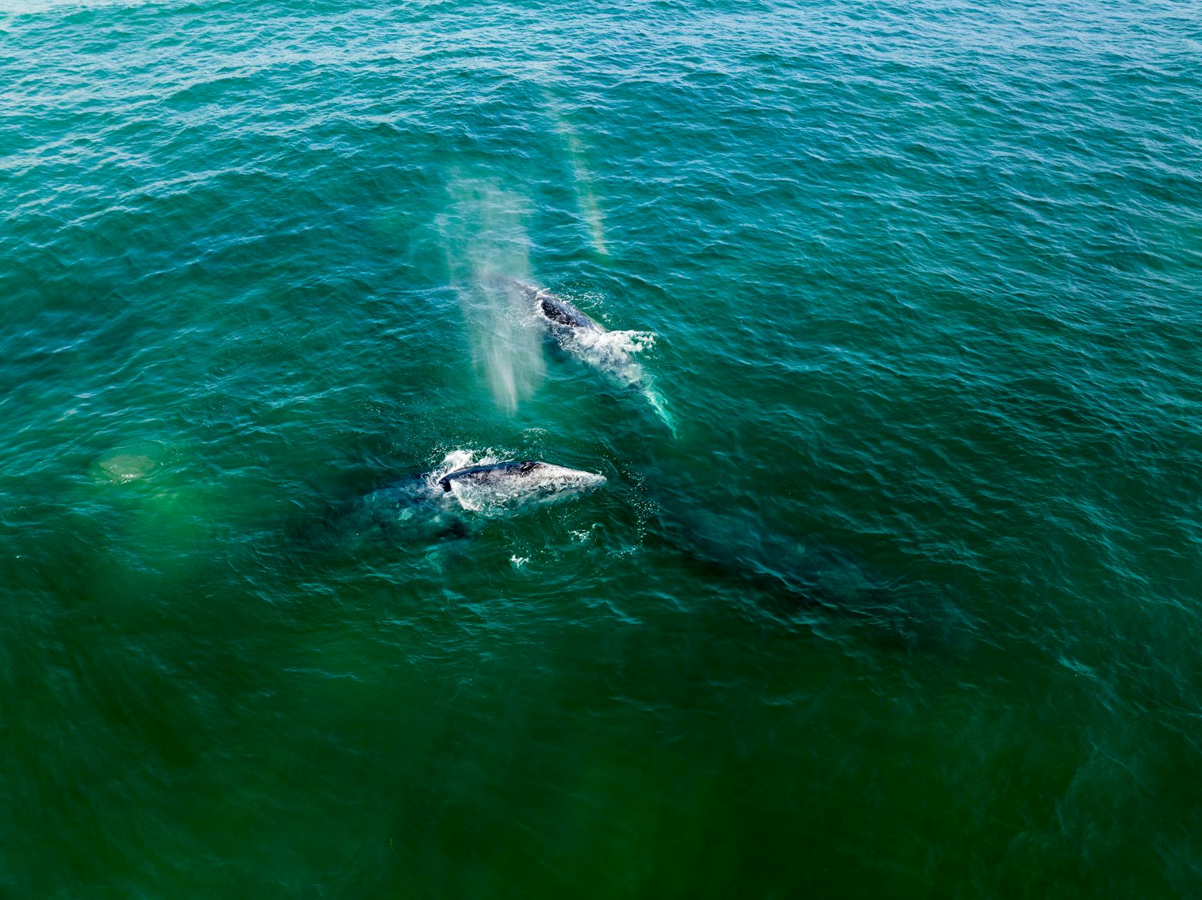 Ww Other Whales