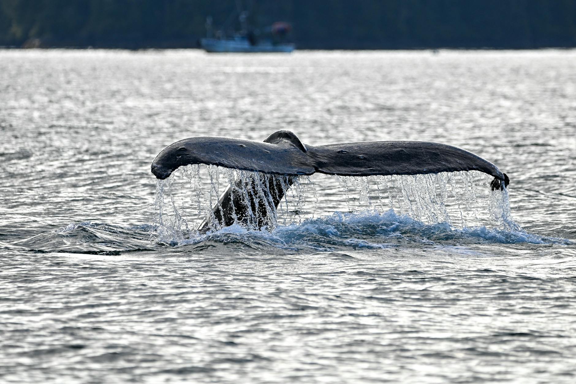 Ww Whales Found