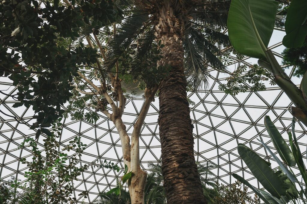 Palm trees and tropical plants under the geodesic glass dome inside the Bloedel Conservatory