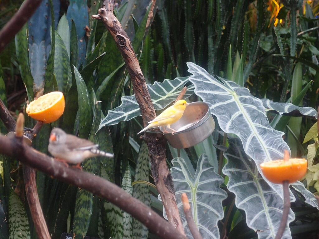 Small finches perched on branches beside orange halves among tropical plants in the Bloedel Conservatory
