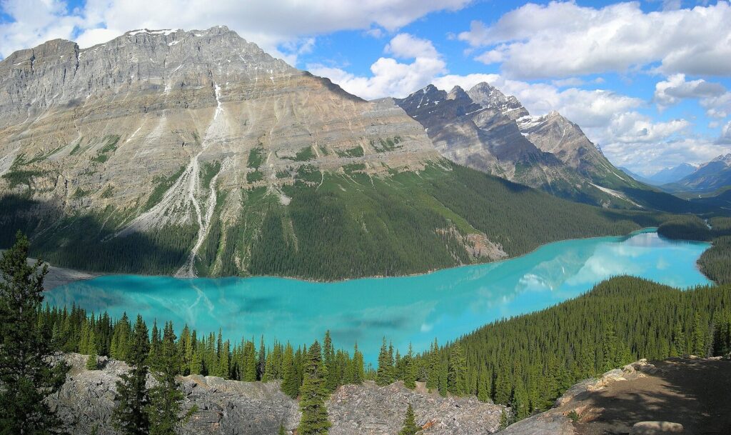 Turquoise Peyto Lake below forested slopes and grey peaks in Banff National Park
